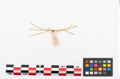 Foto von Golddraht (NHMW-PRAE-023688)